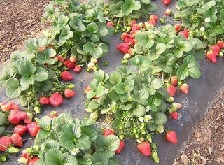 АГРОВОЛОКНО... ЧТО ЖЕ ЭТО ТАКОЕ?