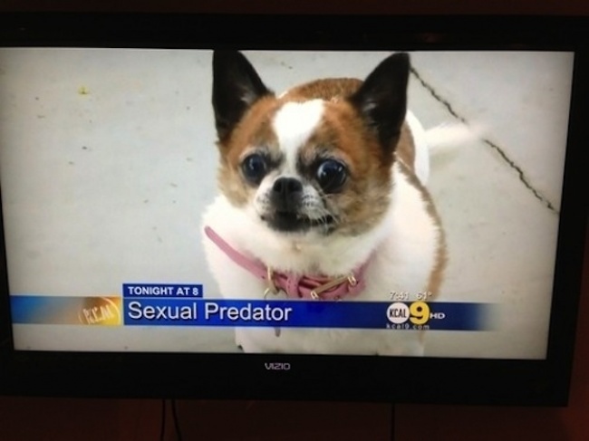 Забавные собаки, которые вообще не понимают, что здесь происходит Забавные собаки, которые вообще не понимают, что здесь происходит