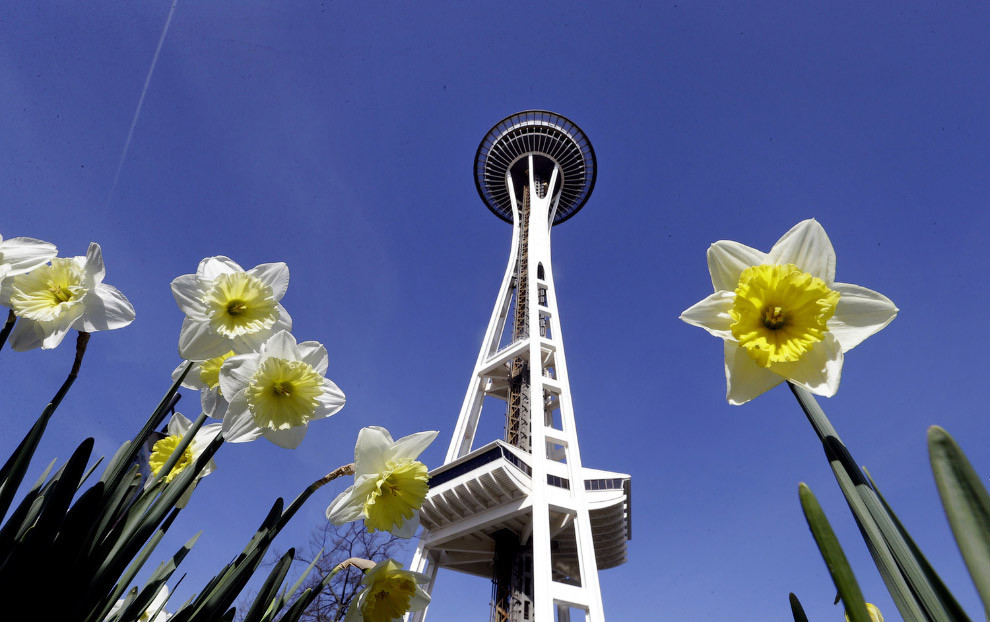 Нарциссы в Сиэтле, штат Вашингтон. весна, мир, природа