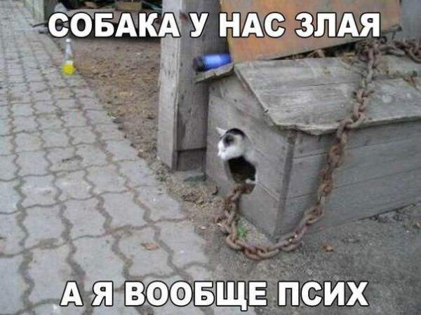 Пятничные котики)))