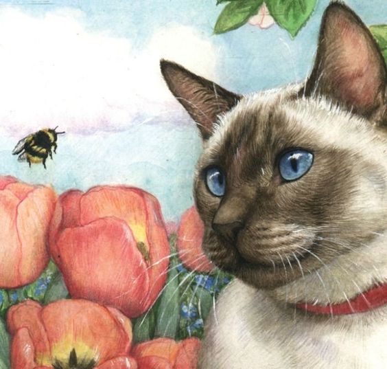 фотографии сиамских кошек сиамская кошка