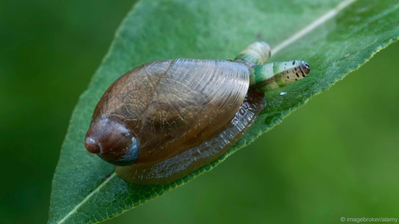 Leucochloridium paradoxum вирус, мозг, паразиты