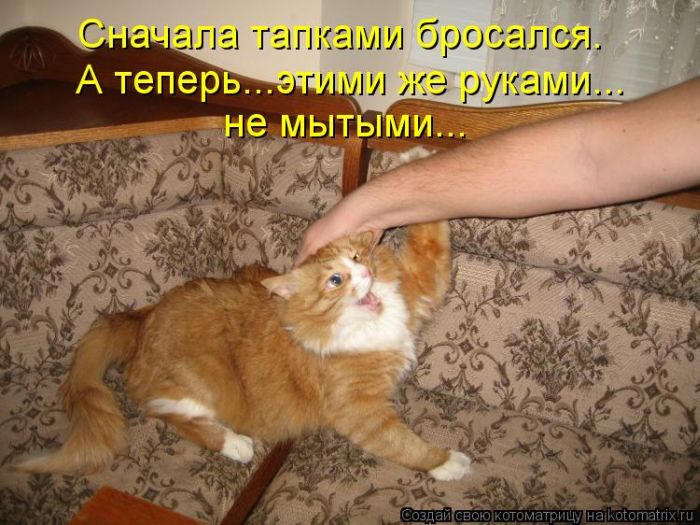 Лучшие котоматрицы недели (50 фото)