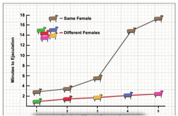 график сексуальной активности барана