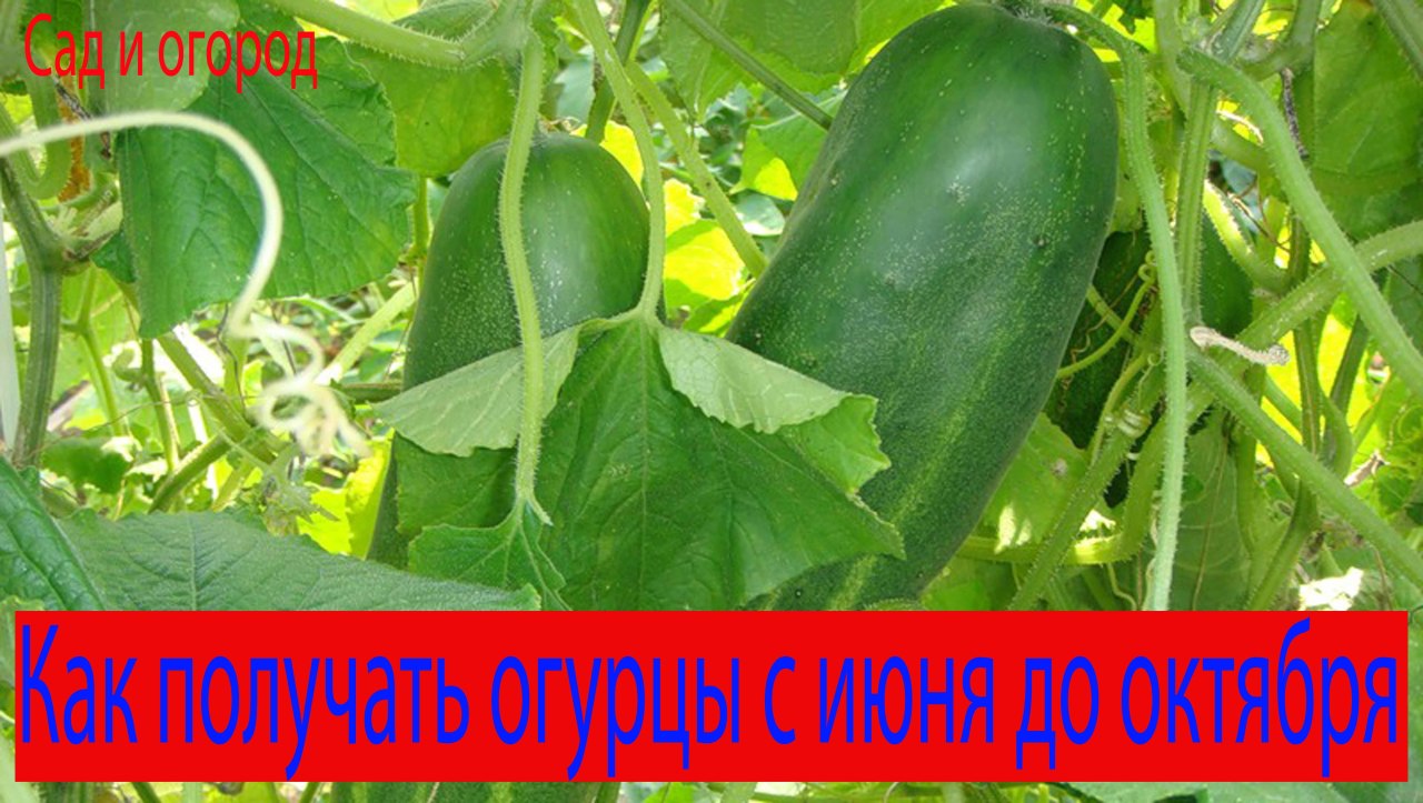 Надо открывать огурцы днем Надо открывать огурцы днем