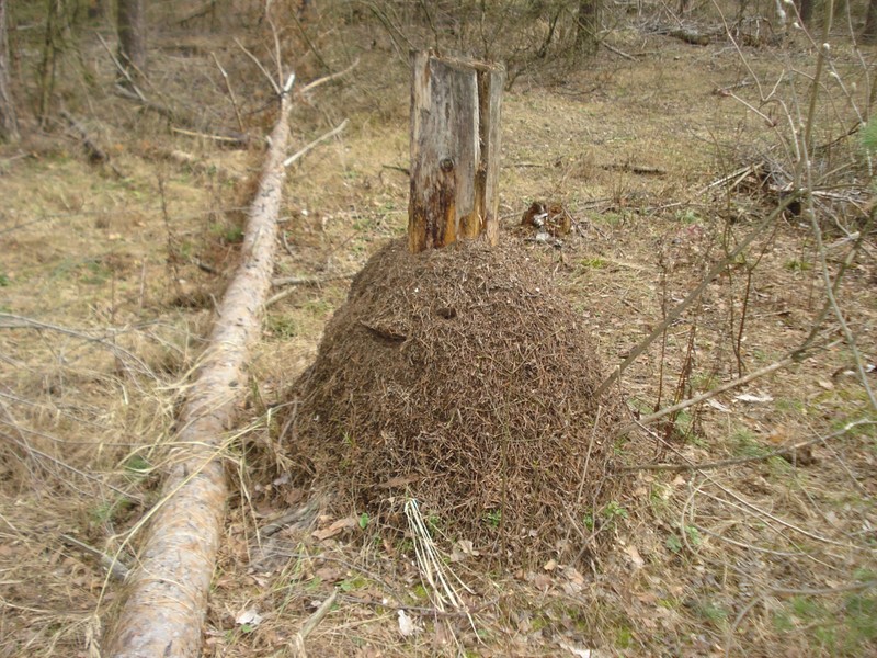 Посадил 500 желудей, но лучше не сажал бы Посадил 500 желудей, но лучше не сажал бы