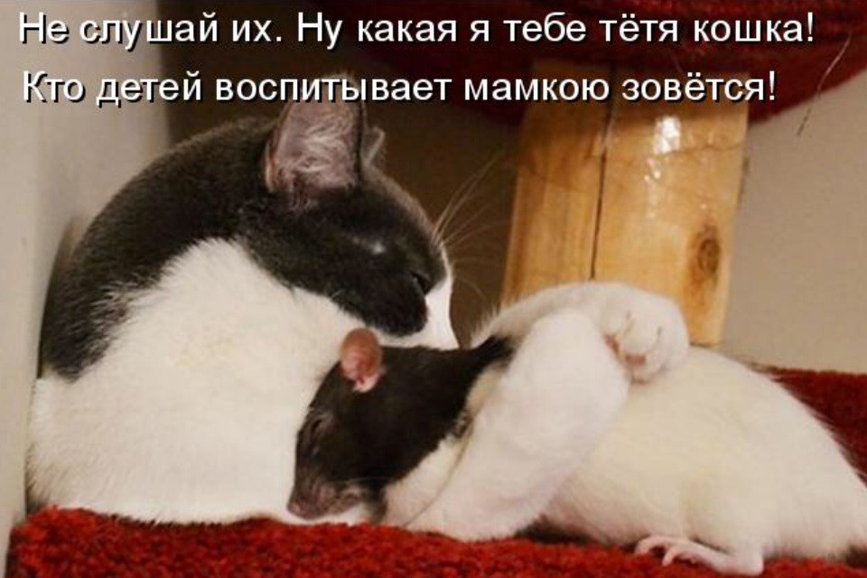 Кот и крыса отношения Кот и крыса отношения