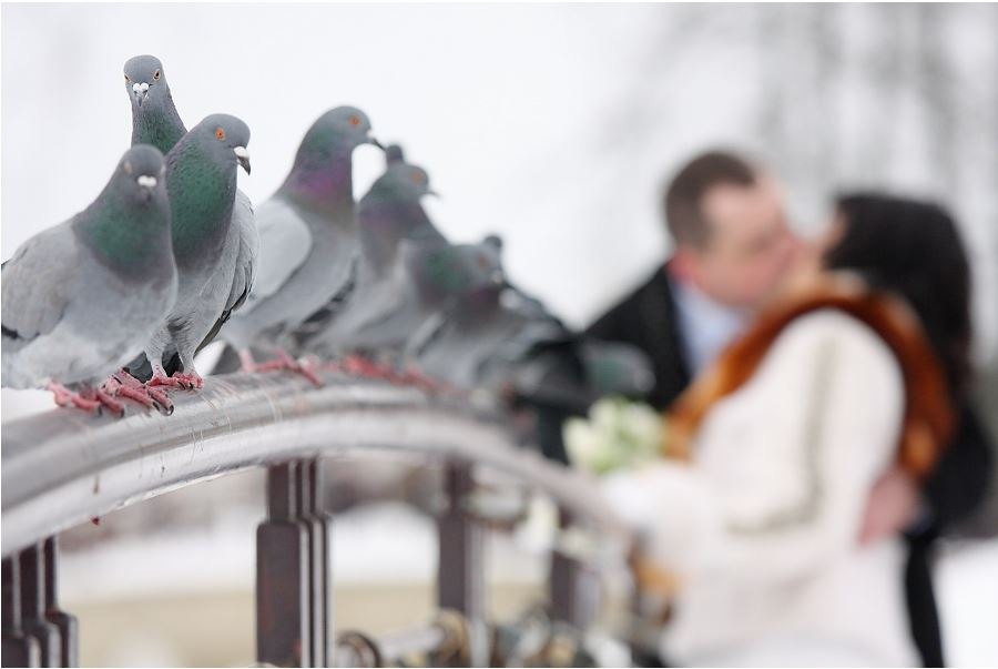 Великие творения свадебных фотографов. Часть 3 свадьба, фото, юмор