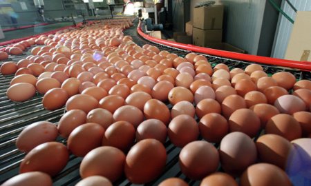 Ухтинский предприниматель займется развитием Котласской птицефабрики