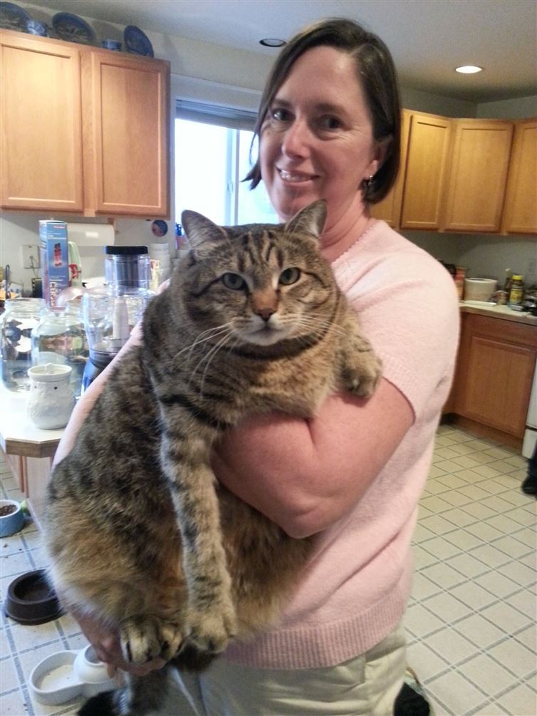 16. Этому коту нужно ТРИ миски еды животные, коты, милота, огромные коты