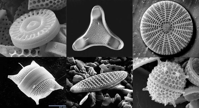 Диатомеи: основа жизни Диатомеи, Водоросли, Длиннопост
