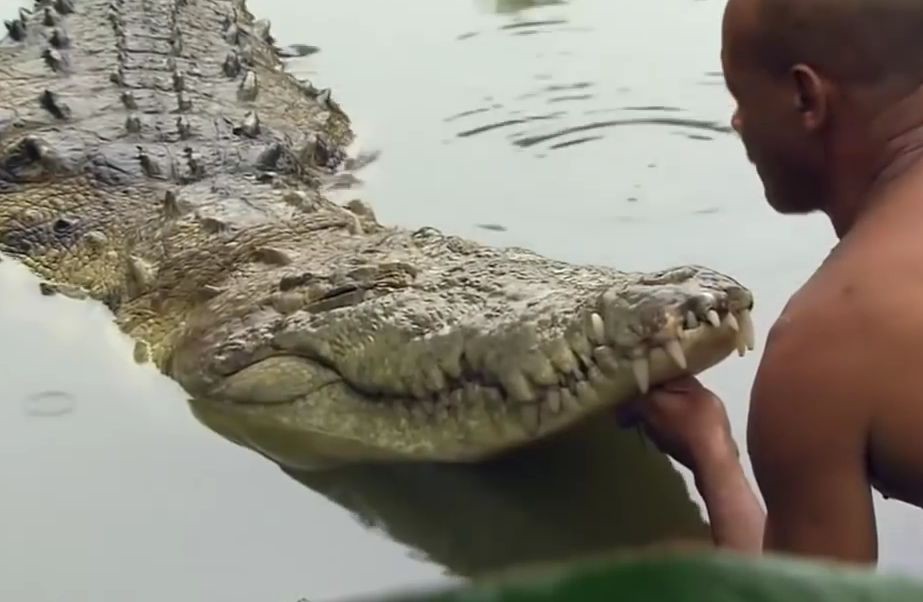 Дружба человека и крокодила животные, человек и крокодил