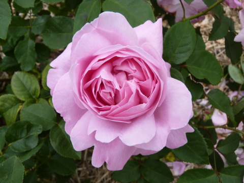 Лучшие сорта розовых роз: посадка и уход