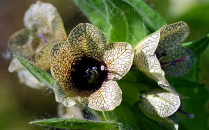 ядовитые растения, опасные для жизни 