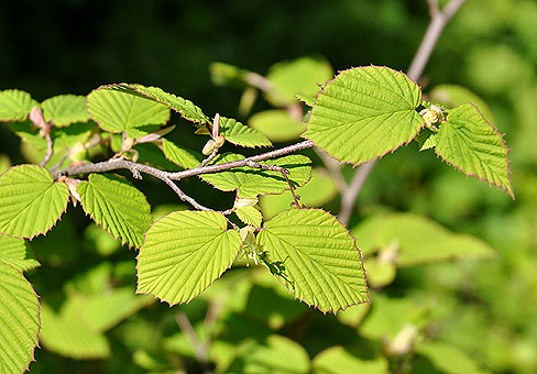 Корилопсис (Corylopsis) Корилопсис (Corylopsis)
