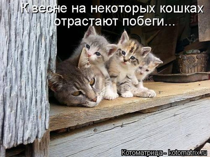 Лучшие котоматрицы недели (49 фото) Забавный котопост