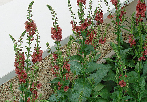 Коровяк (Verbascum) Коровяк (Verbascum)