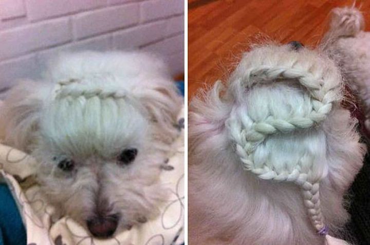 Мадемуазель Мадемуазель животные, коса