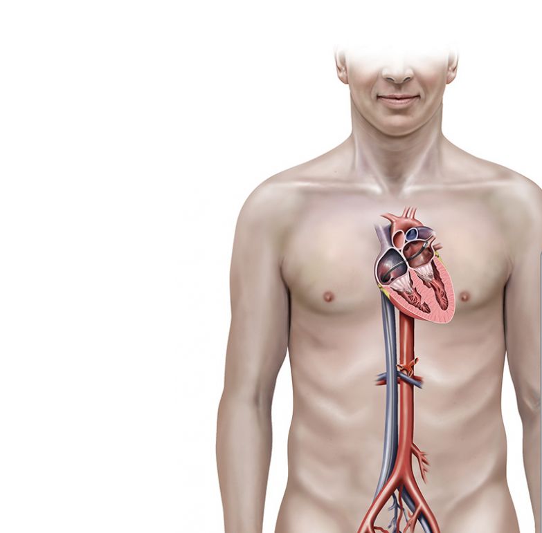 Профессор Огулов: Почему возникают инсульт, инфаркт, варикоз, гипертония и гипотония 