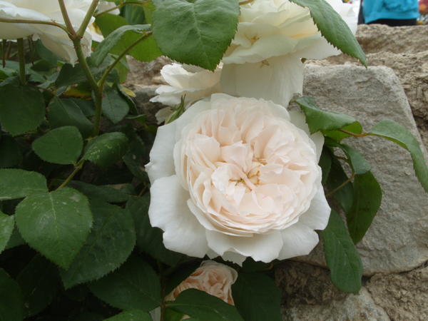 Романтическая роза сорт Winchester Cathedral