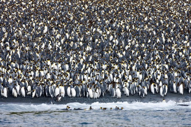 Маккуори – остров пингвинов