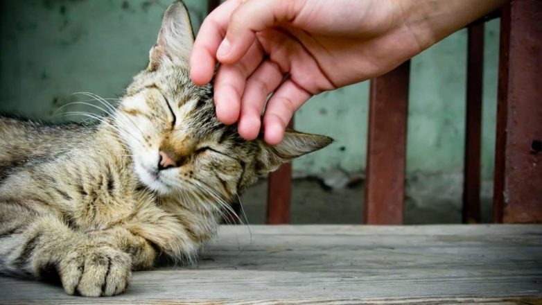 Чего мы не знаем о кошка