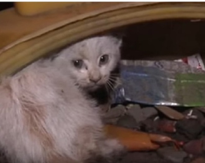 Котик в грязи Испуганный котенок