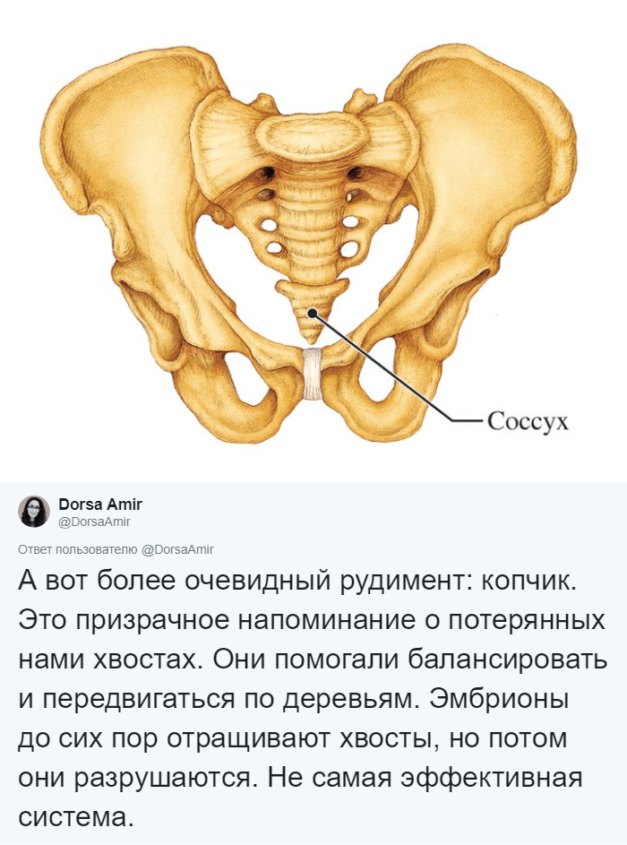 Блог - Остатки эволюции: антрополог рассказала, сколько в нас ненужных органов Остатки эволюции: антрополог рассказала, сколько в нас ненужных органов
