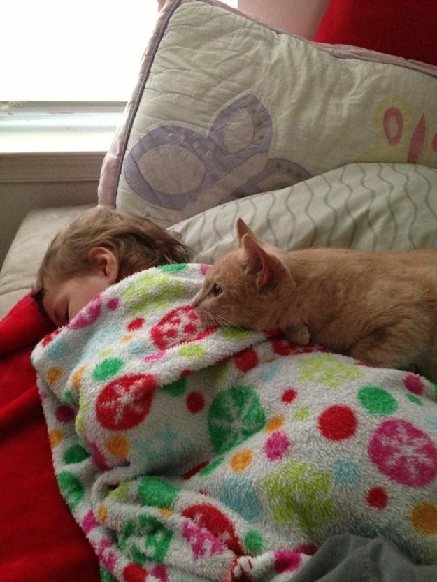 Почему мы любим кошек CatsGoldenHearts03 Почему мы любим кошек