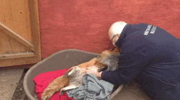 cute-animal-pictures-shelter-workers-201-5a8c1dae8d445__605