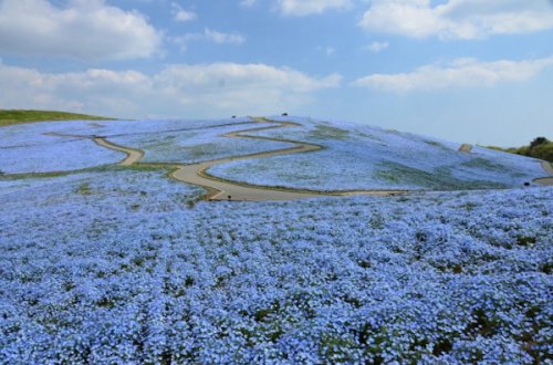 Приморский парк Хитачи расцвёл голубым цветом (13 фото)