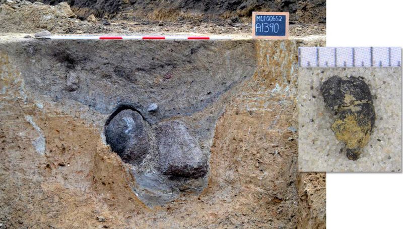В Дании археологи нашли 3000-летний виноград В Дании археологи нашли 3000-летний виноград