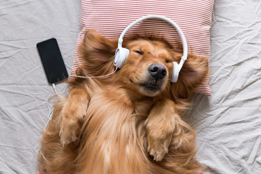 лучшая музыка для собак