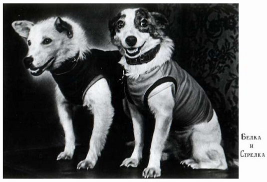 belka-i-strelka