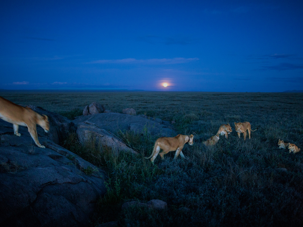 Лучшие фото National Geographic