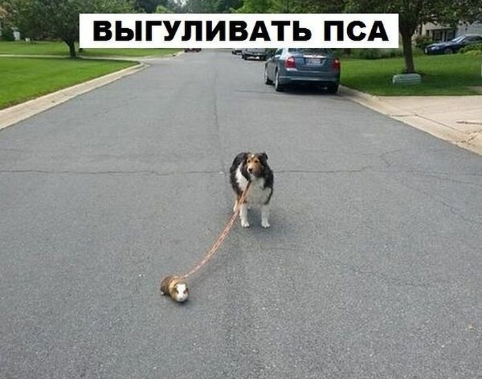 Морская свинка - не только милый, но и полезный домашний питомец