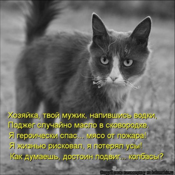 Лучшие котоматрицы недели (50 фото)