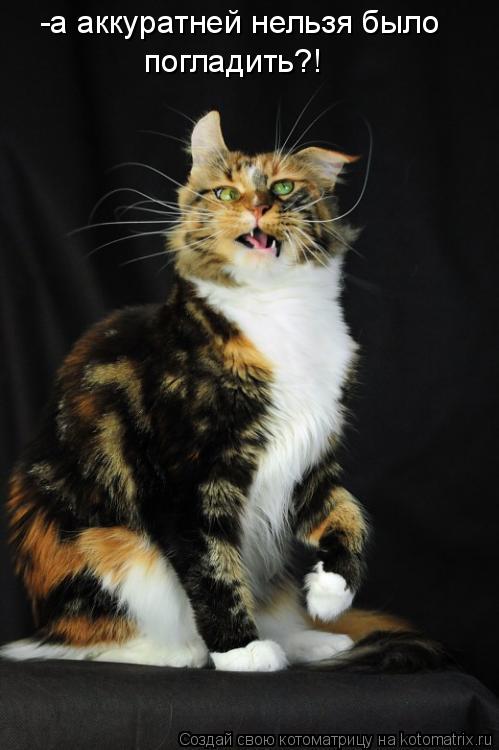 Ура!! Пятница - котоматрица!!!