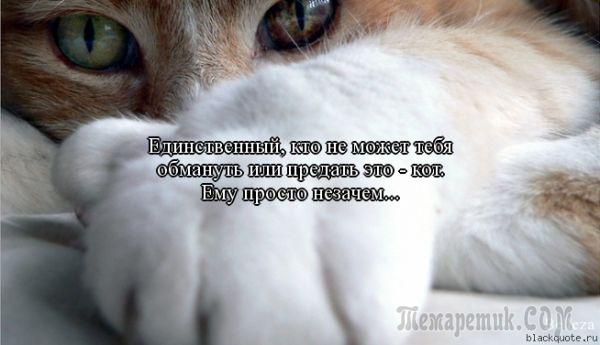 Мир глазами кота