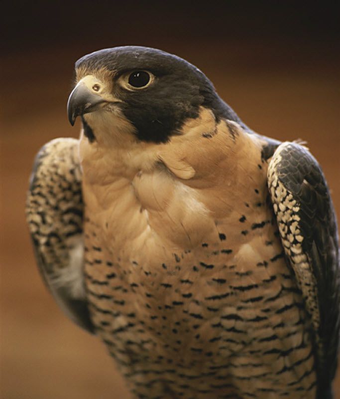 "Официальные" рекорды животных рекорд, животные