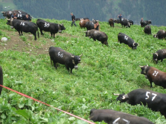 Битва королев. Бои коров в Швейцарии