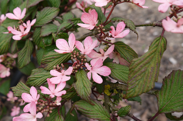 Калина складчатая ‘Pink beauty’