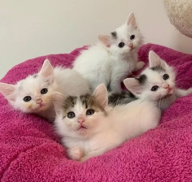 Котята лежат Четыре котенка