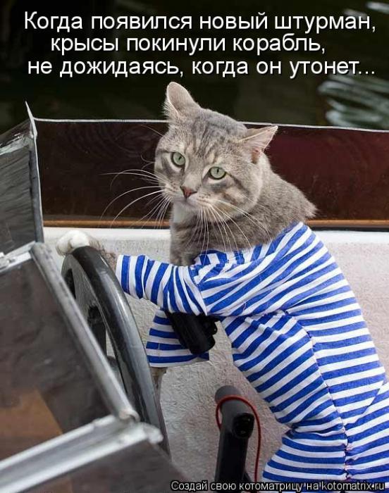 Котоматрица