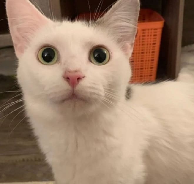 Кошка с большими глазами Белая кошка