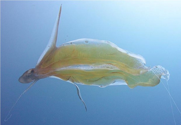 Парящий осьминог или попончатый осьминог (лат. Tremoctopus violaceus) (англ. Blanket Octopus)