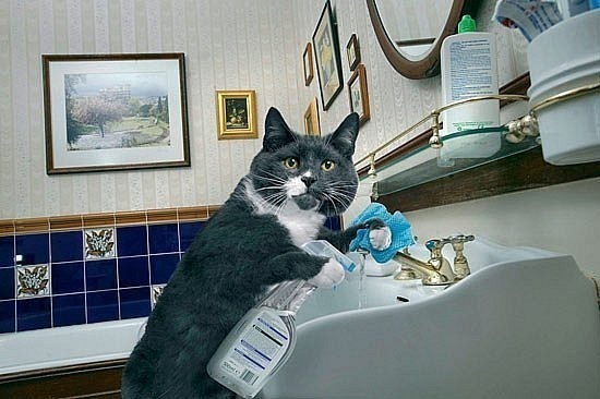 Идеальный кот:)