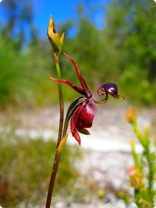   (. Caleana major)