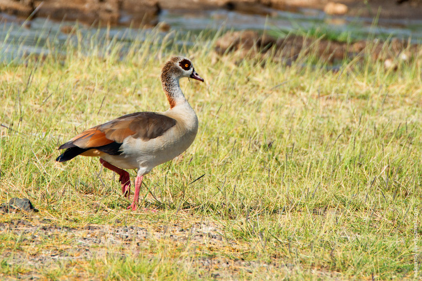 Нильский гусь (Alopochen aegyptiacus)