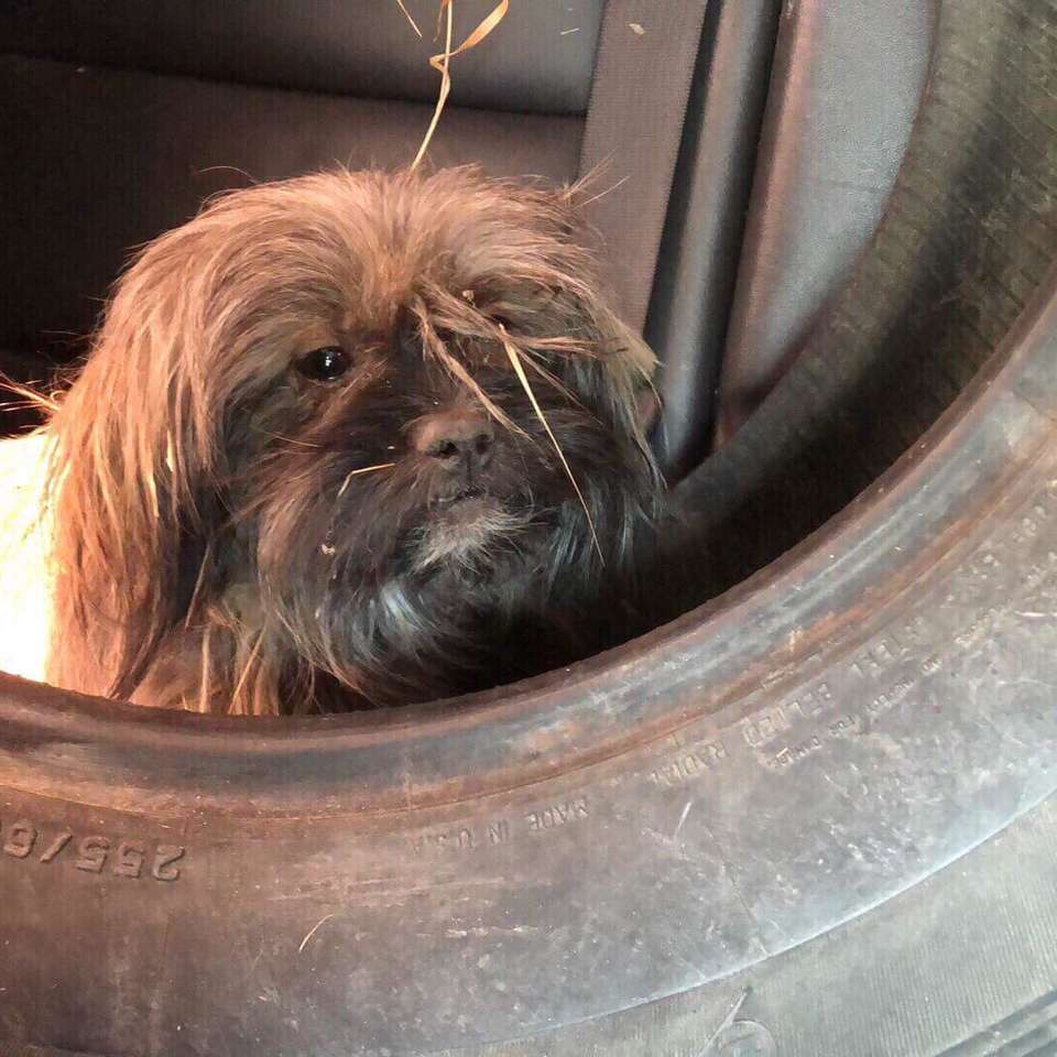 собака